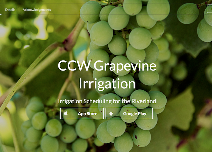 CCW Grapevine Irrigation